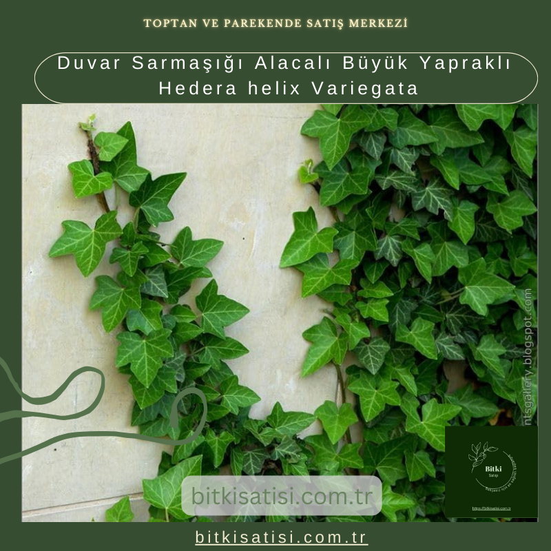 Duvar Sarmaşığı Alacalı Büyük Yapraklı Hedera helix Variegata