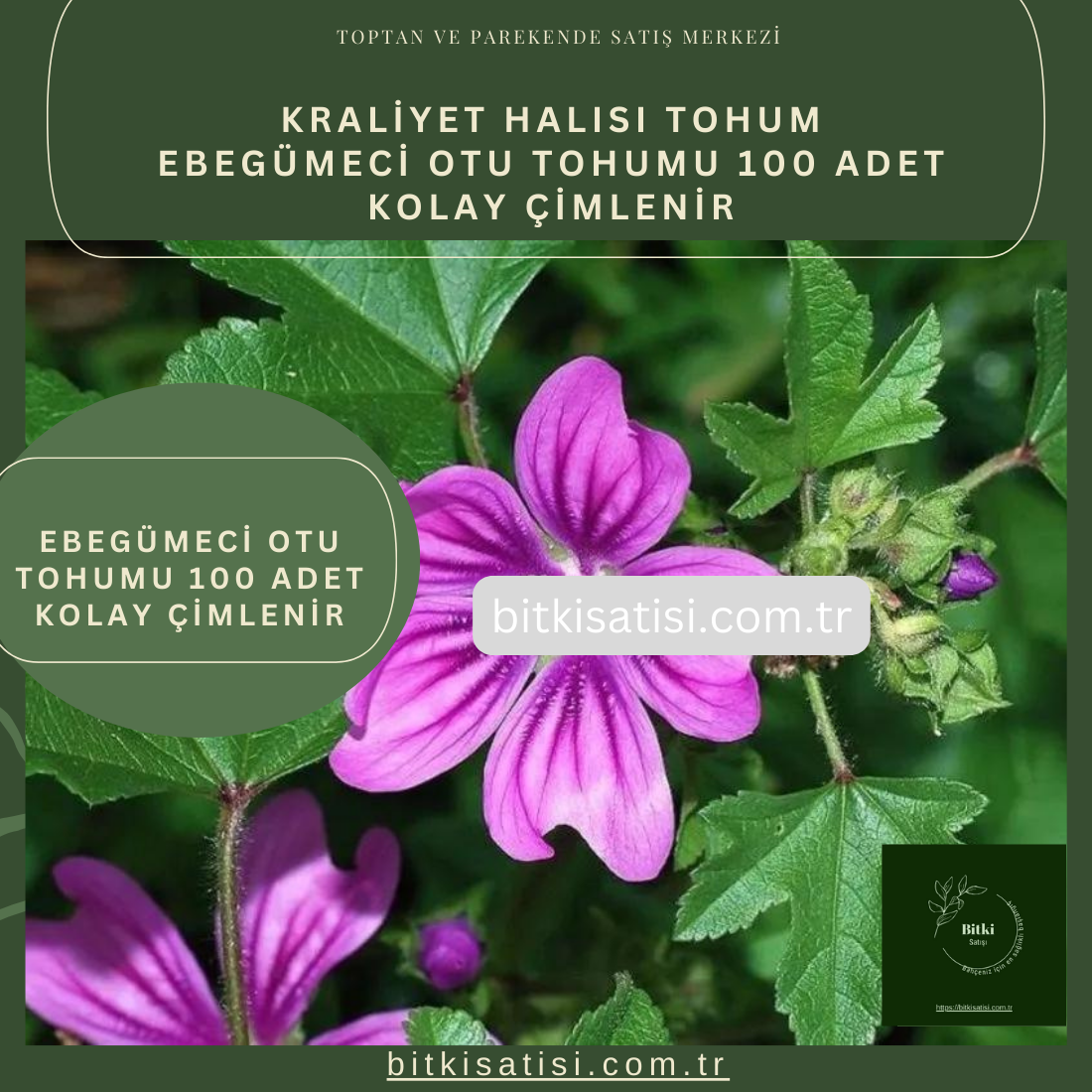 Ebegümeci Otu Tohumu 100 Adet Kolay çimlenir