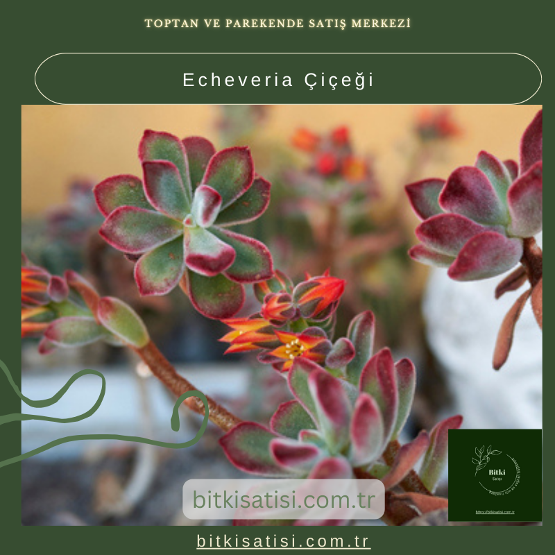 Echeveria Çiçeği: Bakımı Kolay, Görselliği İnanılmaz! Echeveria Çiçeği: Bakımı Kolay, Görselliği İnanılmaz!