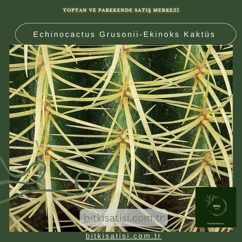 Echinocactus Grusonii-Ekinoks Kaktüs