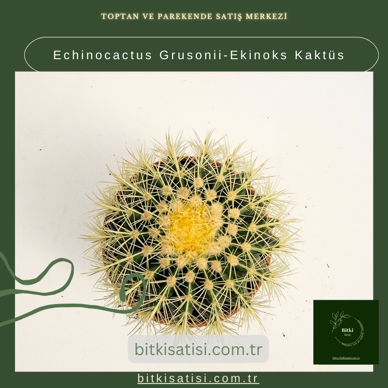Echinocactus Grusonii-Ekinoks Kaktüs