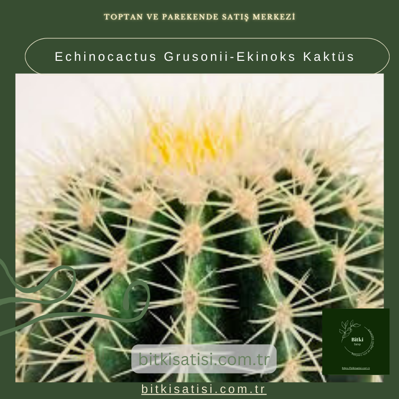 Echinocactus Grusonii-Ekinoks Kaktüs