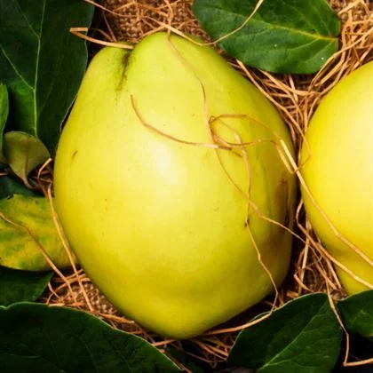 Ekmek Ayvası Fidanı Satışı: Sulu ve Tatlı Ayva Meyveleri İçin Sipariş Verin Ekmek Ayvası Fidanı Satışı: Sulu ve Tatlı Ayva Meyveleri İçin Sipariş Verin