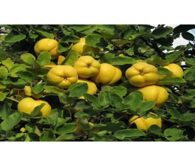 Ekmek Ayvası Fidanı Satışı: Sulu ve Tatlı Ayva Meyveleri İçin Sipariş Verin Ekmek Ayvası Fidanı Satışı: Sulu ve Tatlı Ayva Meyveleri İçin Sipariş Verin