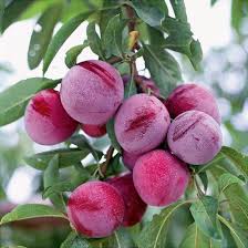 Erik Fidanı Dikimi ve Bakımı: Her Yıl Bol Meyve İçin İpuçları Erik Fidanı Dikimi ve Bakımı: Her Yıl Bol Meyve İçin İpuçları