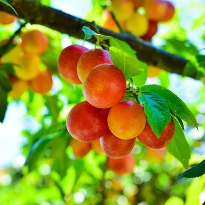 Erik Fidanı Dikimi ve Bakımı: Her Yıl Bol Meyve İçin İpuçları Erik Fidanı Dikimi ve Bakımı: Her Yıl Bol Meyve İçin İpuçları