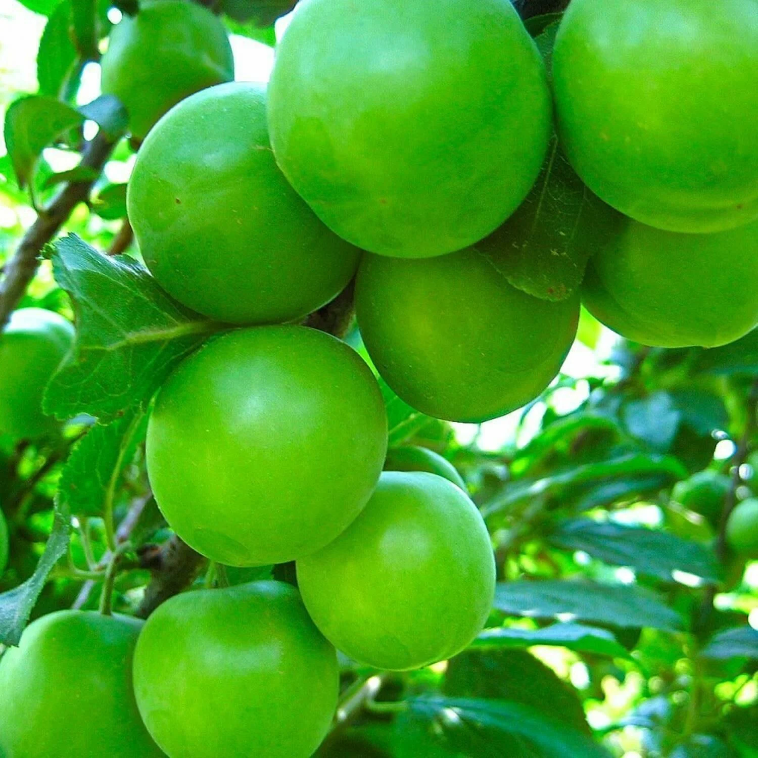 Erik Fidanı Dikimi ve Bakımı: Her Yıl Bol Meyve İçin İpuçları Erik Fidanı Dikimi ve Bakımı: Her Yıl Bol Meyve İçin İpuçları