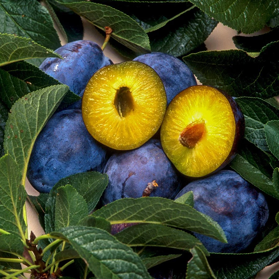 Erik Fidanı Dikimi ve Bakımı: Her Yıl Bol Meyve İçin İpuçları Erik Fidanı Dikimi ve Bakımı: Her Yıl Bol Meyve İçin İpuçları