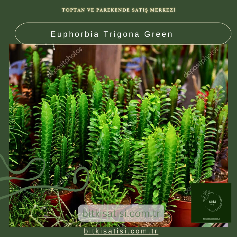 Euphorbia Trigona Green