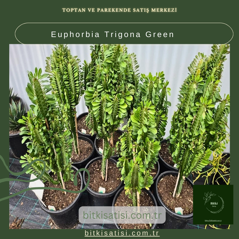 Euphorbia Trigona Green