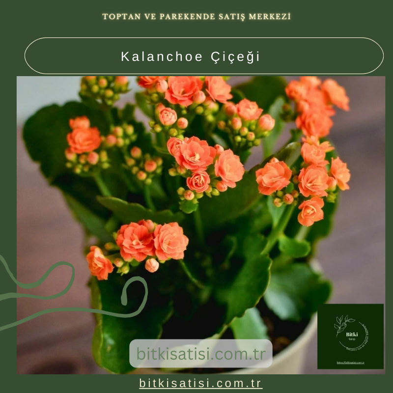 Evinizi Renklendiren Kalanchoe Çiçeği ile Bahar Esintisi Evinizi Renklendiren Kalanchoe Çiçeği ile Bahar Esintisi