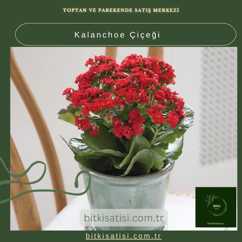 Evinizi Renklendiren Kalanchoe Çiçeği ile Bahar Esintisi Evinizi Renklendiren Kalanchoe Çiçeği ile Bahar Esintisi