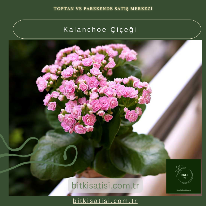 Evinizi Renklendiren Kalanchoe Çiçeği ile Bahar Esintisi