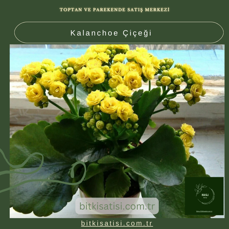 Evinizi Renklendiren Kalanchoe Çiçeği ile Bahar Esintisi Evinizi Renklendiren Kalanchoe Çiçeği ile Bahar Esintisi