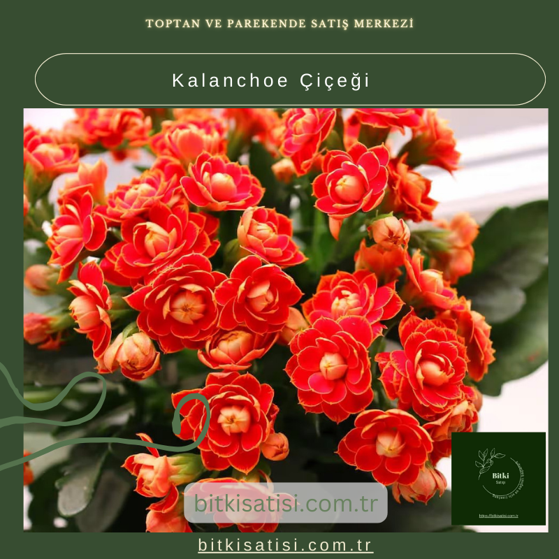 Evinizi Renklendiren Kalanchoe Çiçeği ile Bahar Esintisi Evinizi Renklendiren Kalanchoe Çiçeği ile Bahar Esintisi