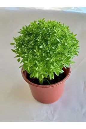 Fesleğen Çiçeği ile Bahçenizde Güzellik Yaratın Fesleğen Çiçeği ile Bahçenizde Güzellik Yaratın