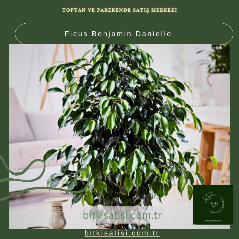 Ficus Benjamin Danielle