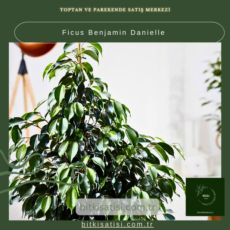 Ficus Benjamin Danielle