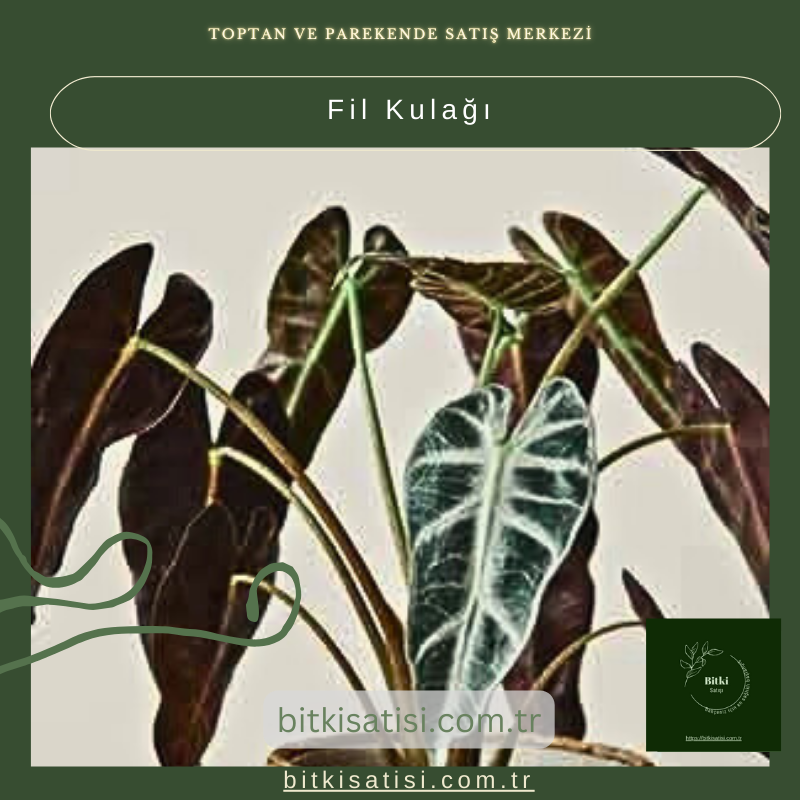 Fil Kulağı Fil Kulağı