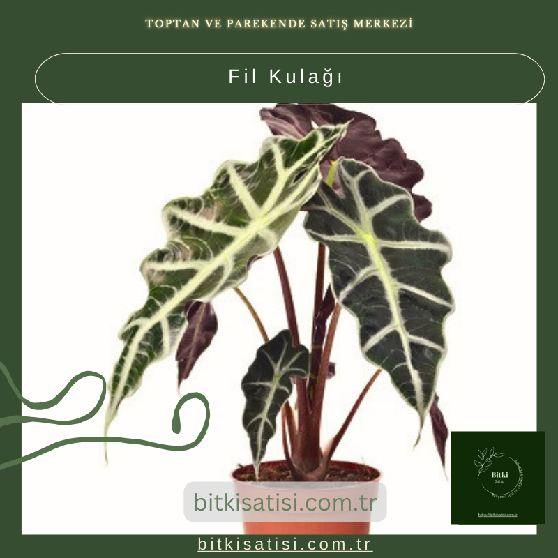 Fil Kulağı Fil Kulağı