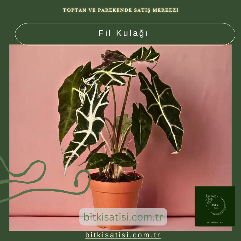 Fil Kulağı Fil Kulağı