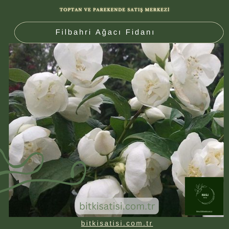 Filbahri Ağacı Fidanı Filbahri Ağacı Fidanı
