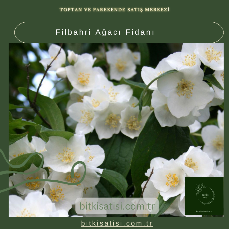 Filbahri Ağacı Fidanı Filbahri Ağacı Fidanı