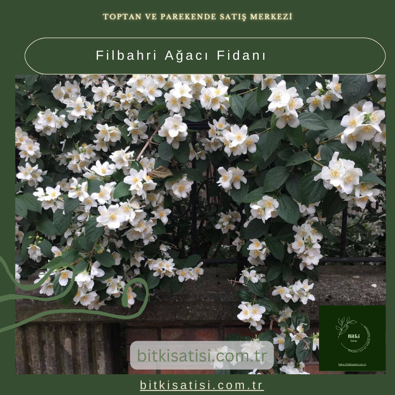 Filbahri Ağacı Fidanı Filbahri Ağacı Fidanı