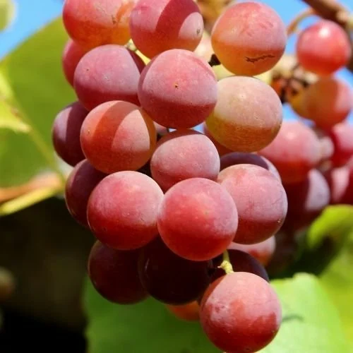 Flame Seedless Üzüm Asması Fidanı ile Tatlı ve Çekirdeksiz Üzümler Yetiştirin