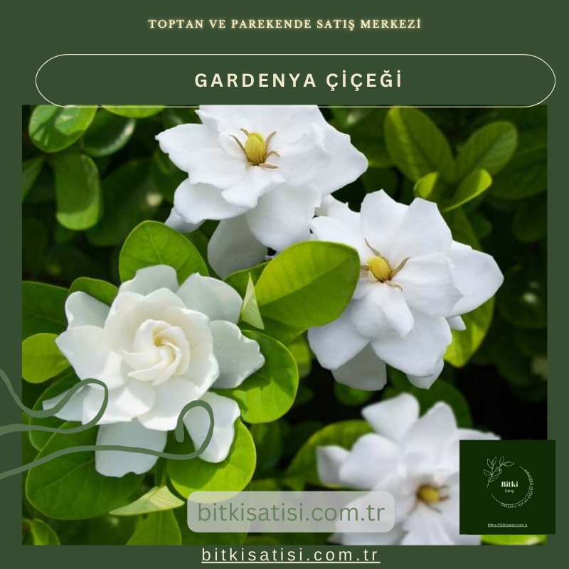 Gardenya Çiçeğiyle Bahçenizi Şenlendirin