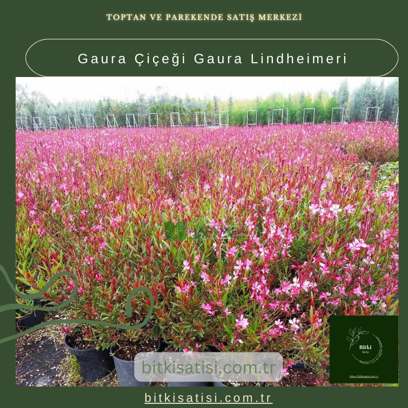 Gaura Çiçeği Gaura Lindheimeri Gaura Çiçeği Gaura Lindheimeri
