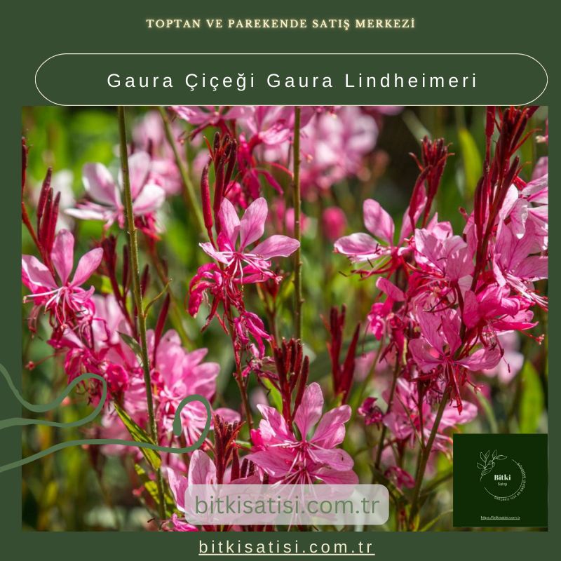 Gaura Çiçeği Gaura Lindheimeri Gaura Çiçeği Gaura Lindheimeri