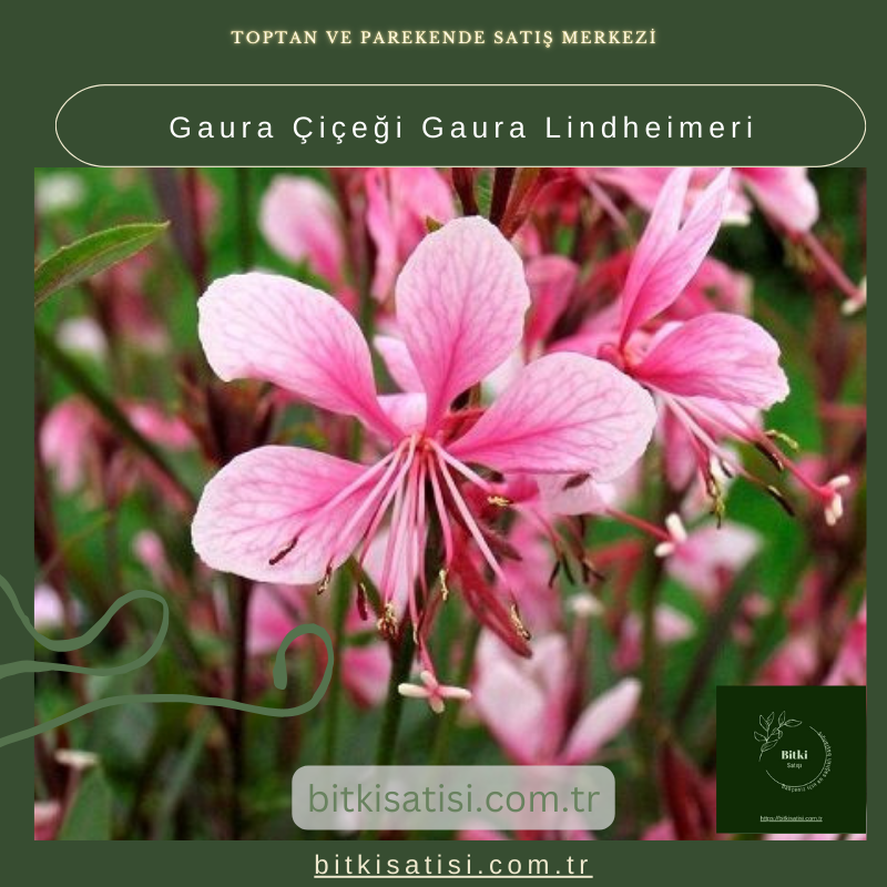 Gaura Çiçeği Gaura Lindheimeri Gaura Çiçeği Gaura Lindheimeri