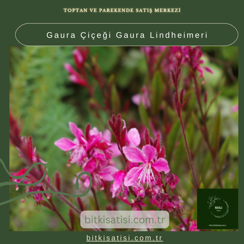 Gaura Çiçeği Gaura Lindheimeri Gaura Çiçeği Gaura Lindheimeri
