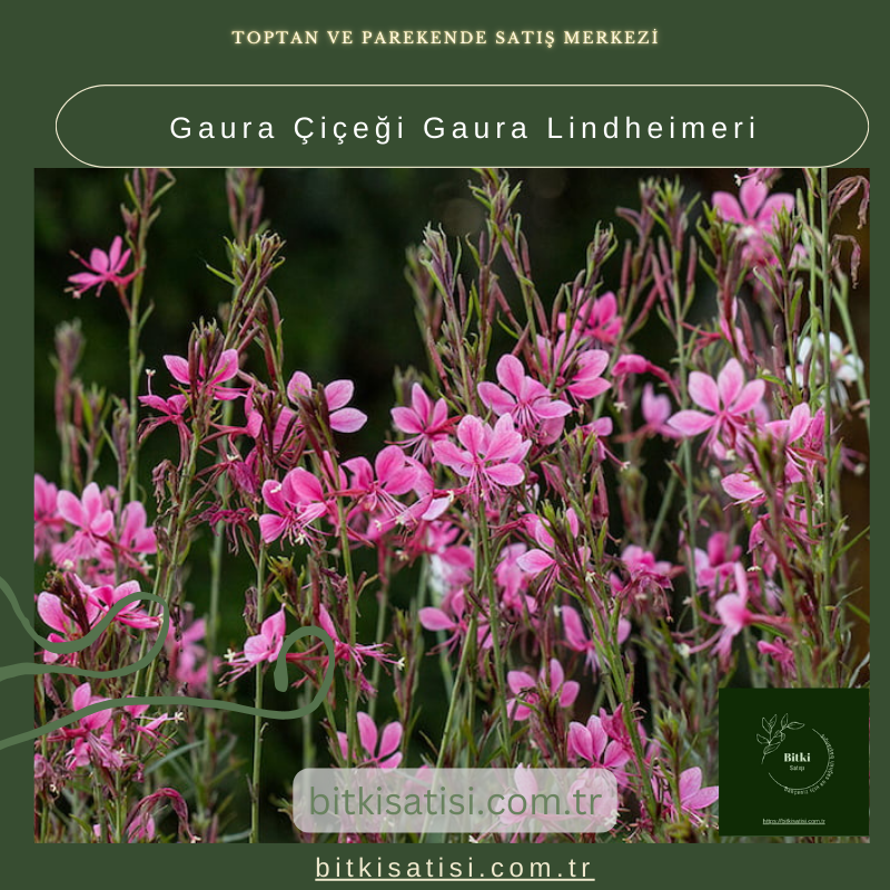 Gaura Çiçeği Gaura Lindheimeri Gaura Çiçeği Gaura Lindheimeri