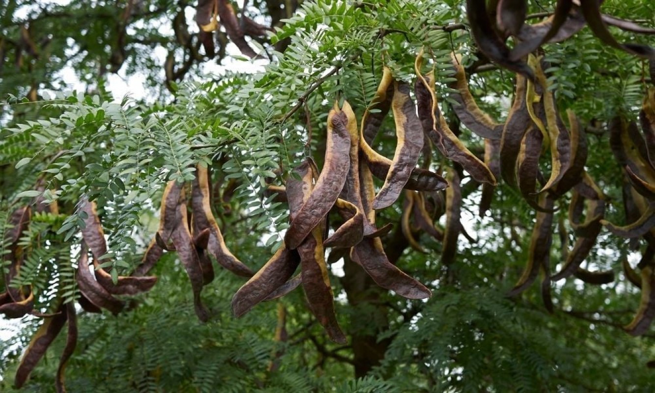 Gladiçya Ağacı Fidanı Satışı: Bahçenize Doğal Güzellik Katın! Gladiçya Ağacı Fidanı Satışı: Bahçenize Doğal Güzellik Katın!