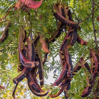 Gladiçya Ağacı Fidanı Satışı: Bahçenize Doğal Güzellik Katın!