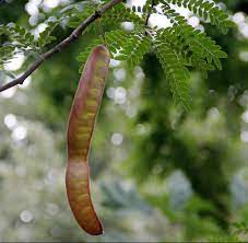 Gladiçya Ağacı Fidanı Satışı: Bahçenize Doğal Güzellik Katın! Gladiçya Ağacı Fidanı Satışı: Bahçenize Doğal Güzellik Katın!