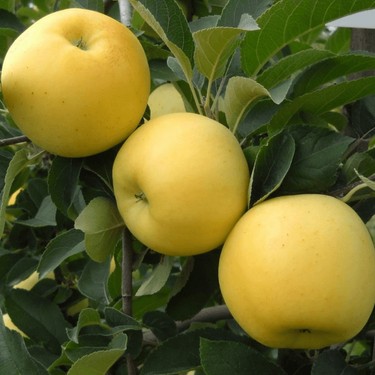 Golden Delicious Elması: Lezzetli ve Sağlıklı Seçiminiz