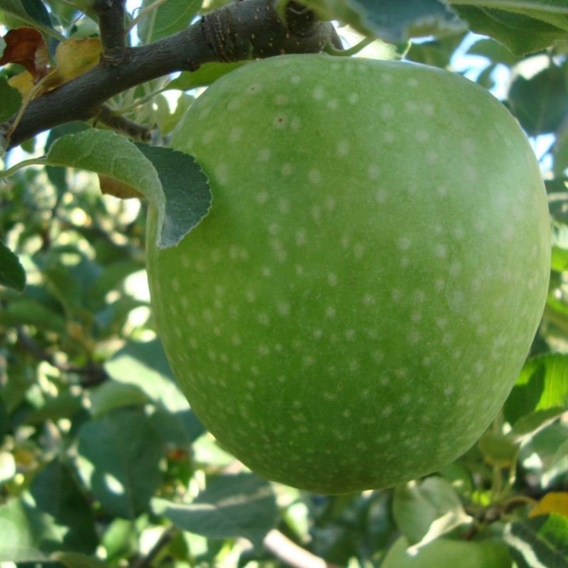 Granny Smith Elması: Ekşi ve Lezzetli Taze Meyve Seçeneğiniz