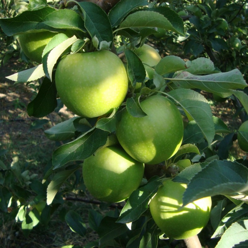 Granny Smith Elması: Ekşi ve Lezzetli Taze Meyve Seçeneğiniz