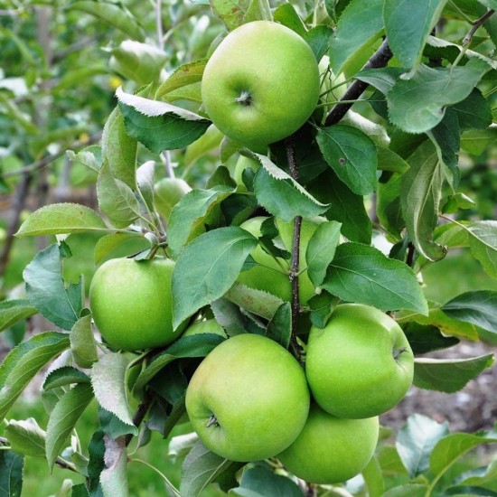 Granny Smith Elması: Ekşi ve Lezzetli Taze Meyve Seçeneğiniz