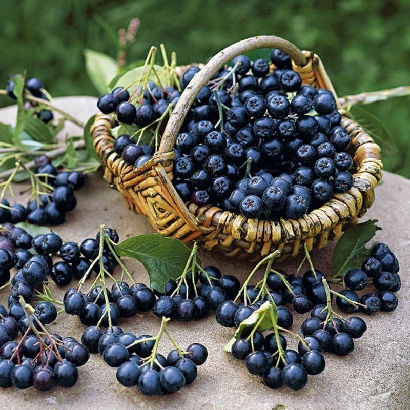 Güçlü Antioksidan Deposu: Chokeberry Siyah Aronya Fidanı Satın Al