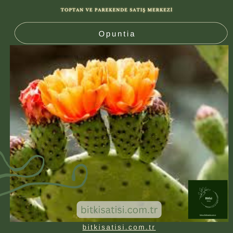 Güneş Sever Opuntia Kaktüsünü Evinize Getirin