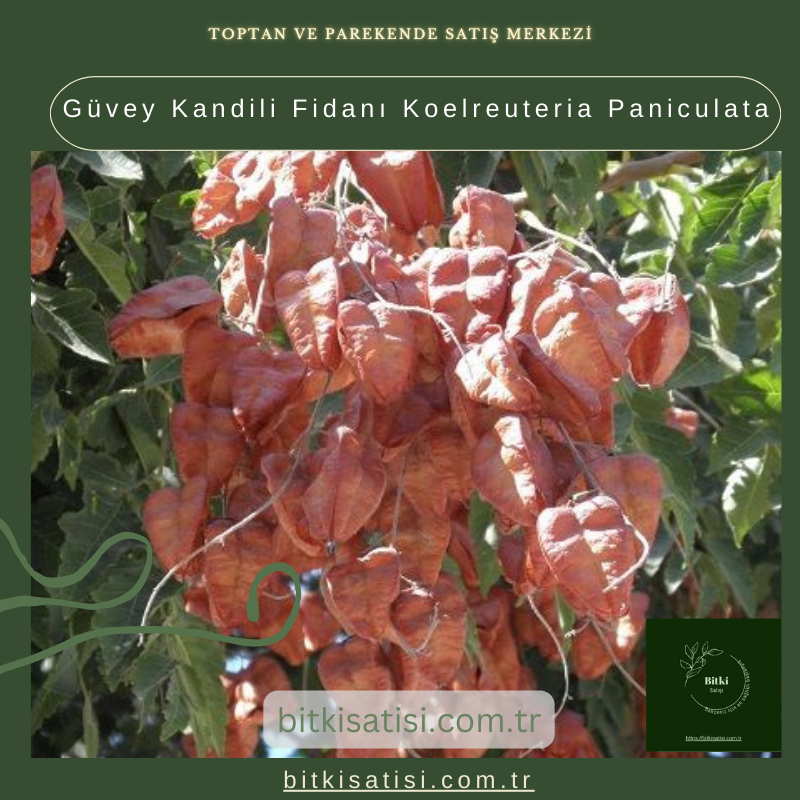 Güvey Kandili Fidanı Koelreuteria Paniculata