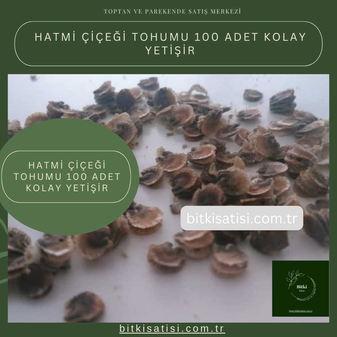 Hatmi Çiçeği Tohumu 100 Adet Kolay Yetişir
