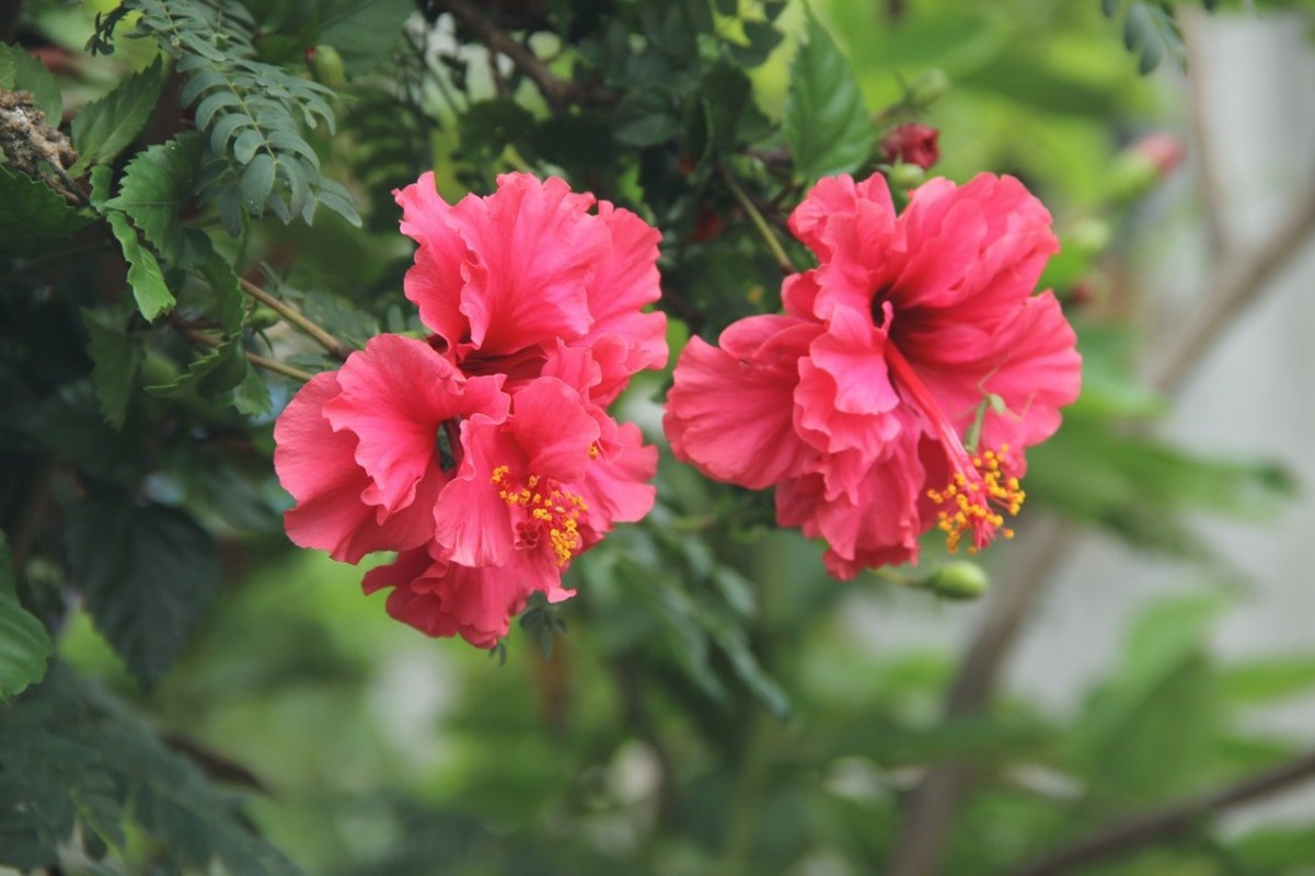 Hibiskus Gülü: Hoş Kokulu ve Parlak Çiçekler İçin Bakım İpuçları