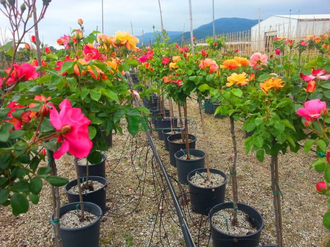 Hibrit Gülü Satışı: Bahçenize Zarif ve Sağlam Çiçekler Katın Hibrit Gülü Satışı: Bahçenize Zarif ve Sağlam Çiçekler Katın