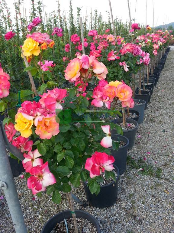 Hibrit Gülü Satışı: Bahçenize Zarif ve Sağlam Çiçekler Katın Hibrit Gülü Satışı: Bahçenize Zarif ve Sağlam Çiçekler Katın