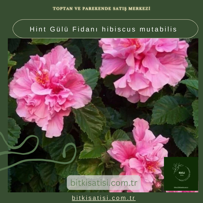 Hint Gülü Fidanı hibiscus mutabilis